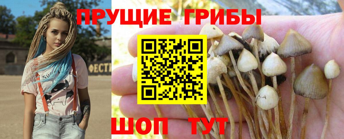 купить наркотики сайты  Галлюциногенные грибы прущие грибы  Псилоцибиновые грибы прущие грибы  Вход с VPN  Чайковский 